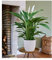 BALDUR Garten Spathiphyllum | Einblatt|im 55-65 cm hoch, 1 Pflanze, Luftreinigende Zimmerpflanze, unterstützt das Raumklima, Einblatt blühende Zimmerpflanze, mehrjährig - frostfrei halten