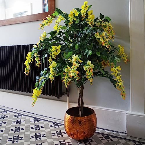 120cm Yellow Flowering Wisteria Tree