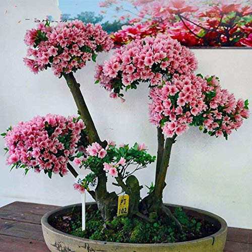 Neue frische 10pcs rosa Azaleen-Pflanzensamen
