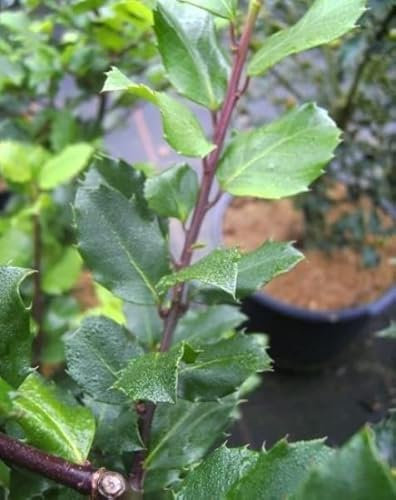 Ilex meserveae Blue Prince - Amerikanischer Ilex - Stechpalme - Größe 100-120 cm