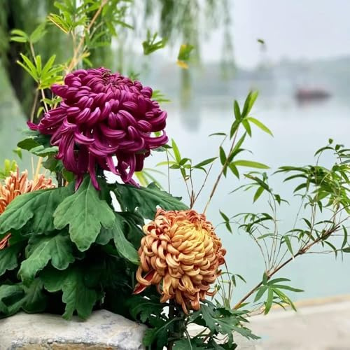 Semi di crisantemo semi di selvatica perenne resistenti giardino letto elevato con macetero bonsái 400pcs