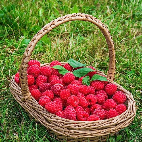 semillas de frambuesa frambuesas en extremadamente de jardín comprar semillas comprar jardín rocas 150pcs