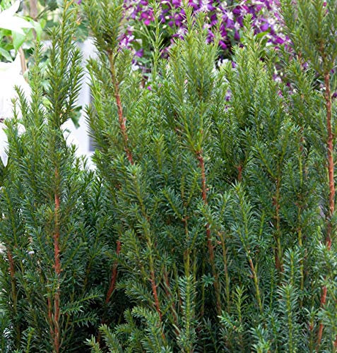 Becher Eibe Rising Star 25-30cm - Taxus media - Gartenpflanze