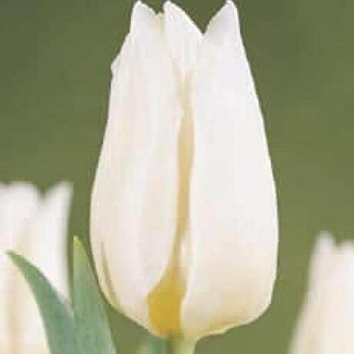 10 X 'Agrass Bianchi' Giardino Tulipano Bulbi, Splendida, with Spedizione Immediate Seeds ONLY