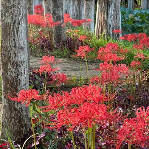 bulbos Lirio araña - Lycoris radiata de jardín resistentes decoración jardín interior exóticas primavera 3pcs