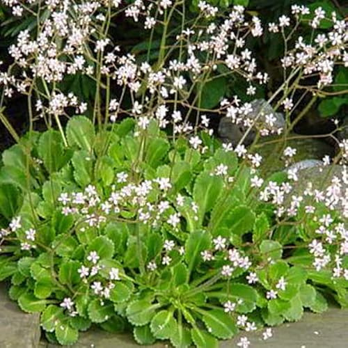 6 x Bastard Porzellanblümchen - Saxifraga Urbium Topf 9x9cm: Zierlicher Bodendecker mit weißen Blüten