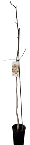 Planta frutal Nogal, Juglans Regia, Altura 130-150 cm. Produce Fruto nuez nueces saludables, sombra, mejora el suelo, es longevo y embellece el entorno. Segura Garden.