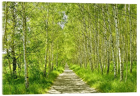 Posterlounge Waldweg im Birkenwald III Acrylglasbild | 60 x 40 cm von Atteloi Grün Wandbilder Wanddeko