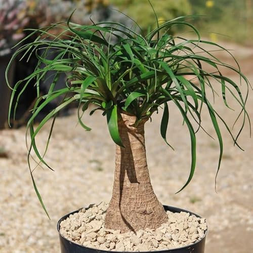 Graines de plantes Beaucarnea 30pcs vertes