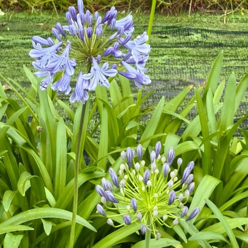 schmucklilie, balkonpflanzen Agapanthus africanus, schnittblumen alte sorten exotische seltene für sonnige plätze 200samen