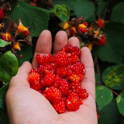 Semillas de frambuesa orgánicas, variedades antiguas Rubus idaeus, Los enanos son resistentes. orgánicas, columnar 500pcs