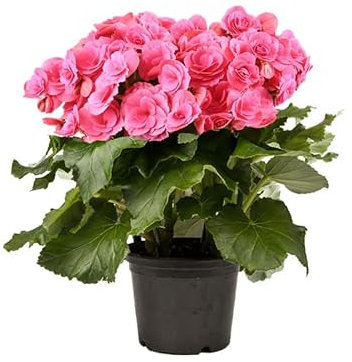 Begonia Elatior Natural Planta Resistente y Fácil de Cuidar