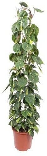 Philodendron Scandens Brasil - Supporto a rete, 160 cm, ø27