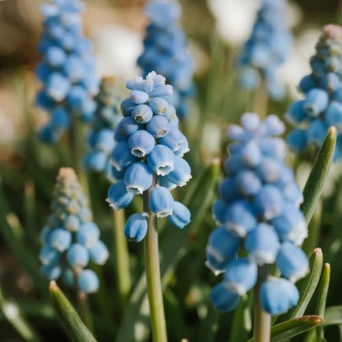 Jacinto de Uva/rizomas de Jacinto de Uva perennes resistentes/rizomas de jardín perennes/Jacinto raras para plantar en el jardín-b-6 Rizomas