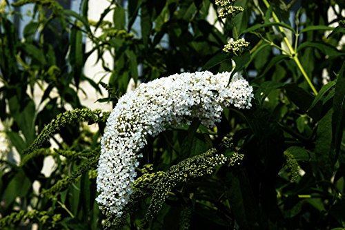 Sommerflieder Schmetterlingsflieder weiße Blüte Sommerflieder Peace Buddleja davidii Peace Containerware 40-60 cm hoch,