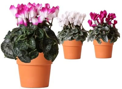 Trio de Cyclamen con Maceta de Cerámica | DECOALIVE | Flores Naturales | Plantas Interior y Exterior