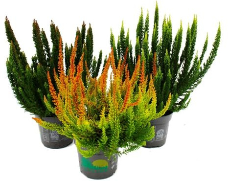 Calluna Green Nature - Grüne Besenheide - Heidekraut - winterhart - 11cm Topf - Set mit 3 versch. Pflanzen
