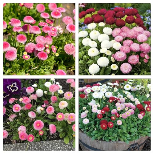 Semi di Margherita Doppia Bellis Perennis, Miscuglio di Colori Misti, Semi di Margheritine doppie, double daisy seeds