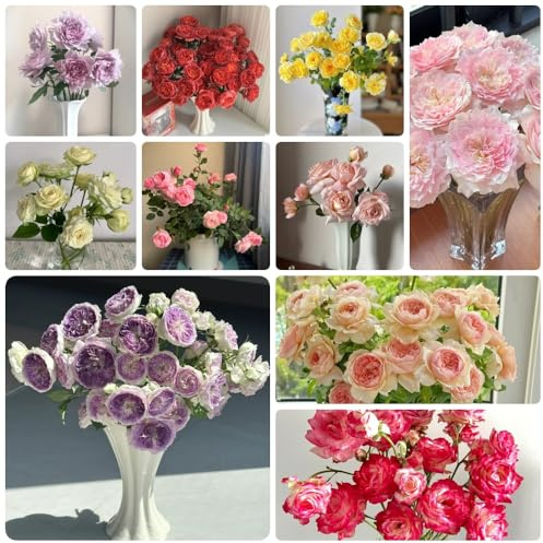 Semillas de rosal, semillas de cortadas Rosa chinensis, semillas de arbustos en resistentes semillas de regalos sostenibles para mujeres 120pcs