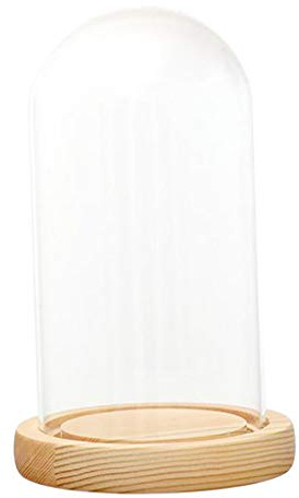 Fenteer Hochwertige Glashaube Cloche Deko Glaskuppel Glassturz Glasglocke mit Holzbasis, B 10x12cm