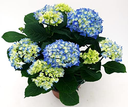 POWERS TO FLOWERS - ORTENSIA AZZURRA - BLU XXL, VASO 19CM DIAMETRO, pianta vera