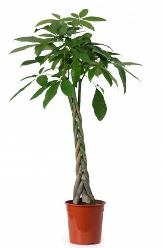 Árbol XL Natural Ornamental Pachira aquática o Castaño de Guayana - Altural 80cm