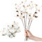 10 Fleurs de Coton Sechees Naturelles +5 Fleurs de Tête de Coton, Bouquet Fleurs de Coton Séchées, Branches Coton, Fausses Plantes Séchée pour Balcon Maison Table Composition Florale Mariage