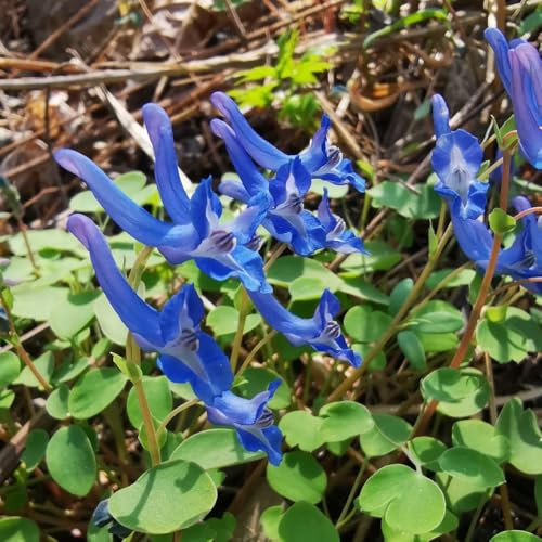 delphinium, semi di delphinium rampicanti, giardino roccioso di selvatici esotici d'appartamento rare Decorazioni giardino per esterni, 500semi