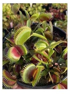 Stk - 3x Dionaea muscipula Spotty Venusfliegenfalle Garten Pflanzen Samen B1273 - Seeds & Plants Shop by Ipsa