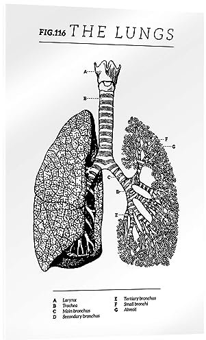 Posterlounge Die Lunge, Diagramm (Vintage, Englisch) Acrylglasbild von Vintage Educational Collection 70 x 100 cm Schwarz-Weiß Wandbilder Wanddeko