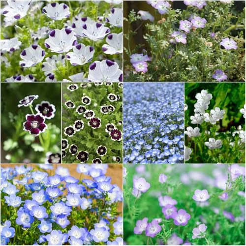 semi del bosco - di balcone semi selvatici esotici primavera balcone giardino decorazione 550pcs