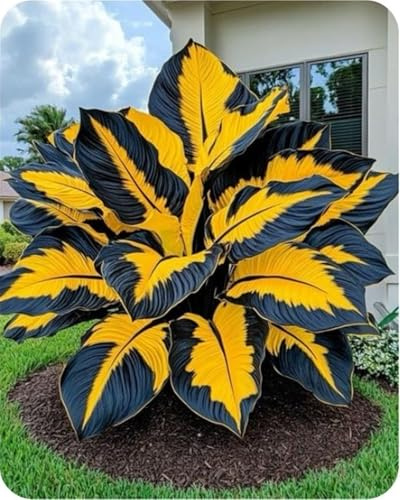 Bulbi di hosta,resistenti,Perenne, Rizoma hosta,Decorazione,Giardini e Balconi,giardini -2 Bulbi-B