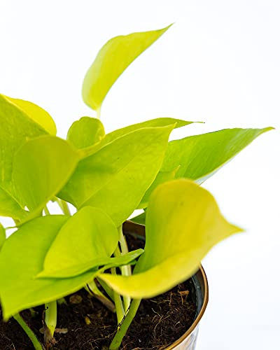 Epipremnum Aureum Neon, Golden Neon Pothos, Devils Ivy Indoor House Plant