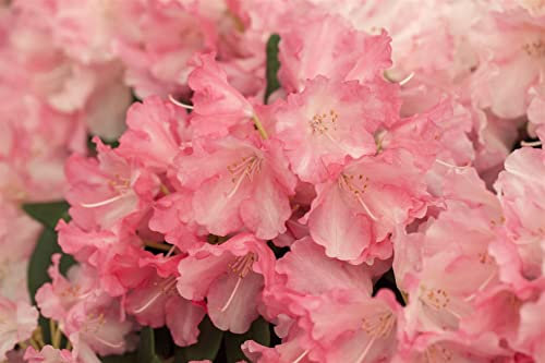 Rhododendron yakushimanum 'Marlis' 40-50 cm – Winterhart, Immergrün, Mehrjährig – Rhododendron – Zierstrauch für Garten & Kübel
