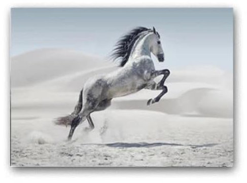 Moderne Tiere Leinwand Gemälde Springen Cooles Pferd Schwarz Und Weiß Drucke Poster Wand Kunst Bilder Für Wohnzimmer Wohnkultur A3 50X70Cm Kein Rahmen