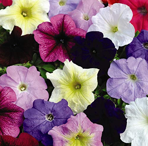 Thompson & Morgan - Flowers - Petunia Colour Parade Mixed F1 Hybrid - 100 Seed