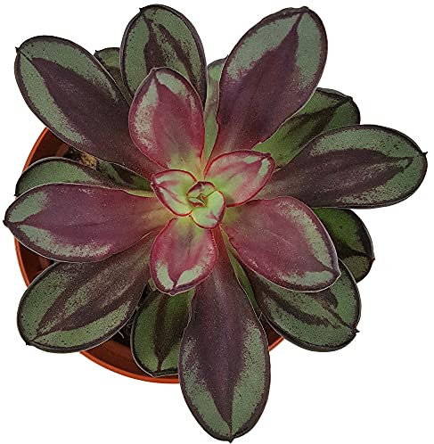 Fangblatt - Echeveria nodulosa - exotisches Dickblatt im Ø 9 cm Topf - pflegleichte Zimmerpflanze/Sukkulente