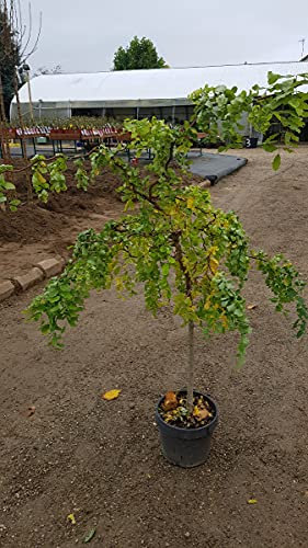 Robinia pseudoacacia Twisty Baby® 'Lace Lady' / Acacia nain tortueux = Faux acacia nain tortueux/Conteneur de 7 à 10 litres/Quart-tige