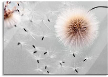 Pixxprint Glasbild, Wandbild aus Echtglas, Pusteblumen in Bewegung, 80x60 cm, inkl. Aufhängung und Abstandshalter