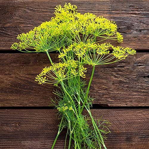 semi di aneto biologici, balcone, perenni, resistenti da giardino per interno, all'esterno 50pcs