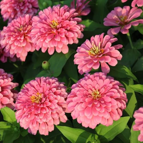 Zinnien wildkräuter schnittblumen balkon garten blumendeko gartendeko für draußen winterharte stauden mehrjährig kräutersamen indoor kräutergarten blumensamen mehrjährig winterhart 20samen