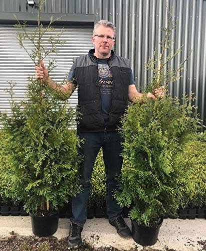Thuja Plicata Gelderland Western Red Cedar Conifer Tree (Large Specimen) 5ft Tall Supplied in a 10 Litre Pot by DirectPlants™