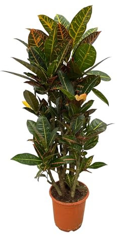 Trendyplants - Codiaeum Petra verzweigt - Croton - Zimmerpflanze - Höhe 90-110 cm - Topfgröße Ø21cm