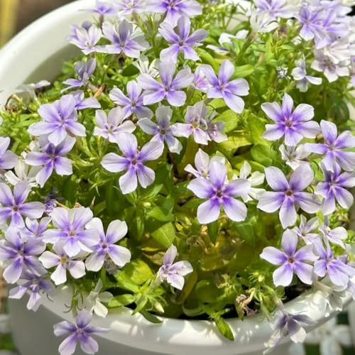 phlox bodendecker - deko wohnzimmer winterharte stauden mehrjährig gartendeko für draußen balkon 150samen