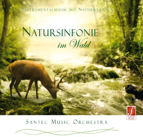Natursinfonie im Wald: Tauchen Sie ein in die erfrischende Waldatmosphäre und entspannen Sie.