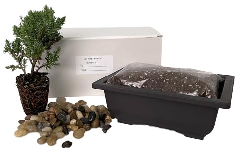 My First Bonsai Tree Kit Plus Live Japanese Juniper Tree