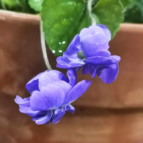 duftveilchen seltene deko kräutersamen gartendeko für draußen deko wohnzimmer gartenpflanzen blumensamen balkon küchenkräuter pflanzensamen wildblumen kräuterpflanzen 300samen