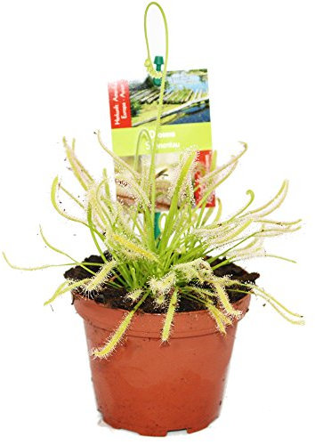 Sonnentau - Drosera capensis - 9cm Topf