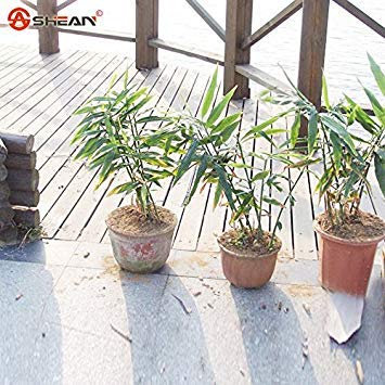 200 pezzi di semi di menta mosaico semi di ortaggi balcone in vaso semi di piante aromatiche menta piperita assorbire formaldeide:Seeds