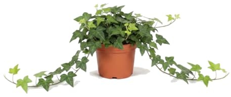DECOALIVE Hedera Helix Verde Hiedra verde Planta Viva de Interior y Exterior en Maceta de 13 cm de Diámetro y 25 cm de Altura